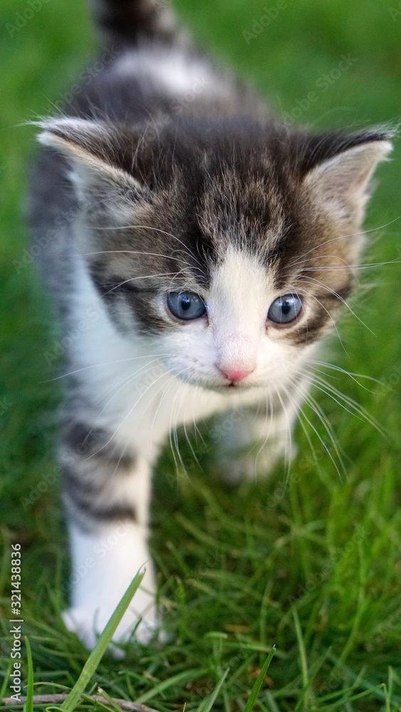 Obraz premium Junge Katze im Garten läuft ängstlich über grünen Rasen