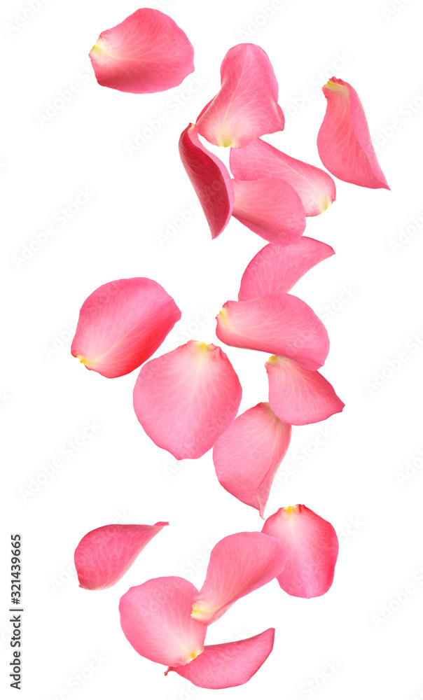 Flying fresh pink rose petals on white background Stock Photo