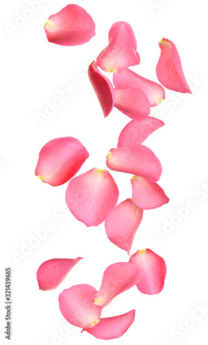 Photo Flying fresh pink rose petals on white background