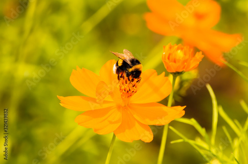 Bumblebee on orange flower. Close up photo. Selective focus. Ecologycal  nature  spring and concept photo.