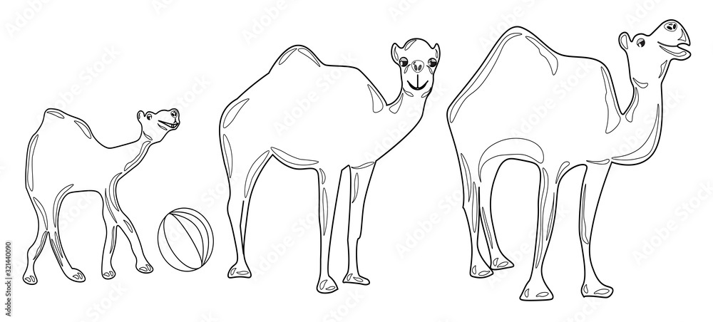 Contour image of three camels on a walk Contour image of three camels on a walk