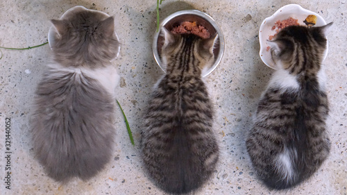 Babykatzen beim fressen über den Napf photo