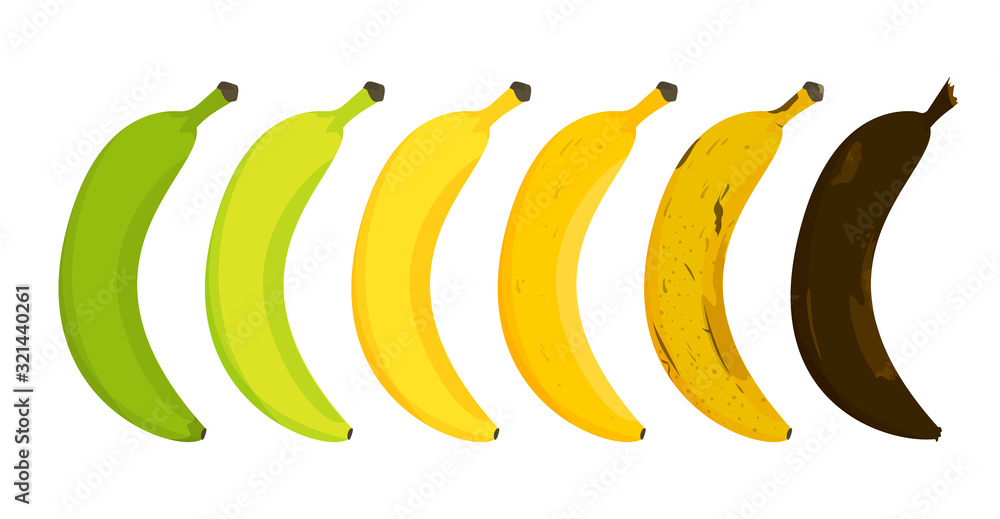 Banana ripeness stages vector isolated. From unripe to rotten Stock