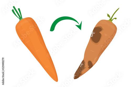 Fresh and delicious carrot become rotten vector isolated