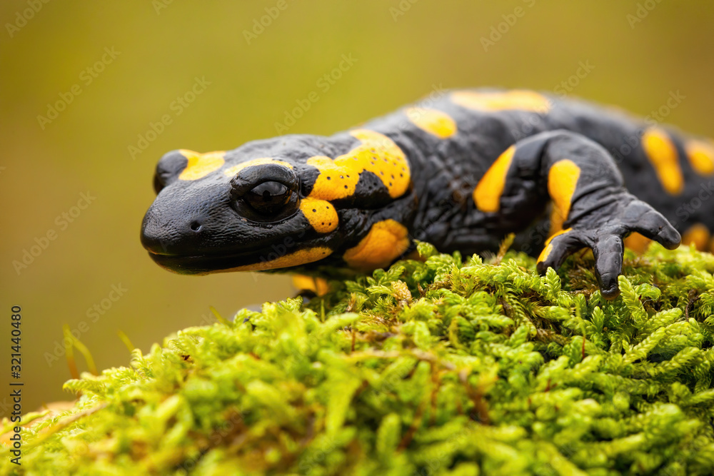 Close-up of a fire salamander, salamandra salamandra, crawling on a green mossy tree trunk. Head and paw of a inconspicuous amphibian in natural environment. Close-up of a fire salamander, salamandra salamandra, crawling on a green mossy tree trunk. Head and paw of a inconspicuous amphibian in natural environment.