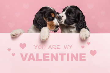 Valentine’s day greeting card with two cuddling Cocker Spaniel puppies hanging over the border of a pastel pink board with text you ar my Valentine