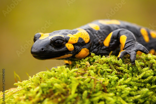 Close-up of a fire salamander, salamandra salamandra, crawling on a green mossy tree trunk. Head and paw of a inconspicuous amphibian in natural environment.
