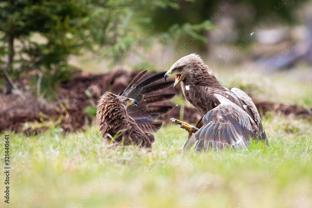 Lesser spotted eagles, clanga pomarina, fighting in a duel against each other on a meadow in summertime. Two raptor birds with dark feathers interacting in aggressive way. Lesser spotted eagles, clanga pomarina, fighting in a duel against each other on a meadow in summertime. Two raptor birds with dark feathers interacting in aggressive way.