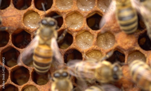 Konstfotografi Honeybee life: views of larvae, capped brood, pollen and eggs