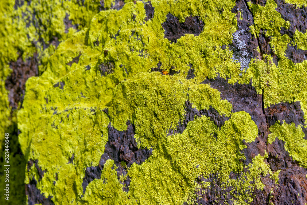 Crustacean lichen characterized by having a very particular growth pattern in rocky walls reminiscent of a map