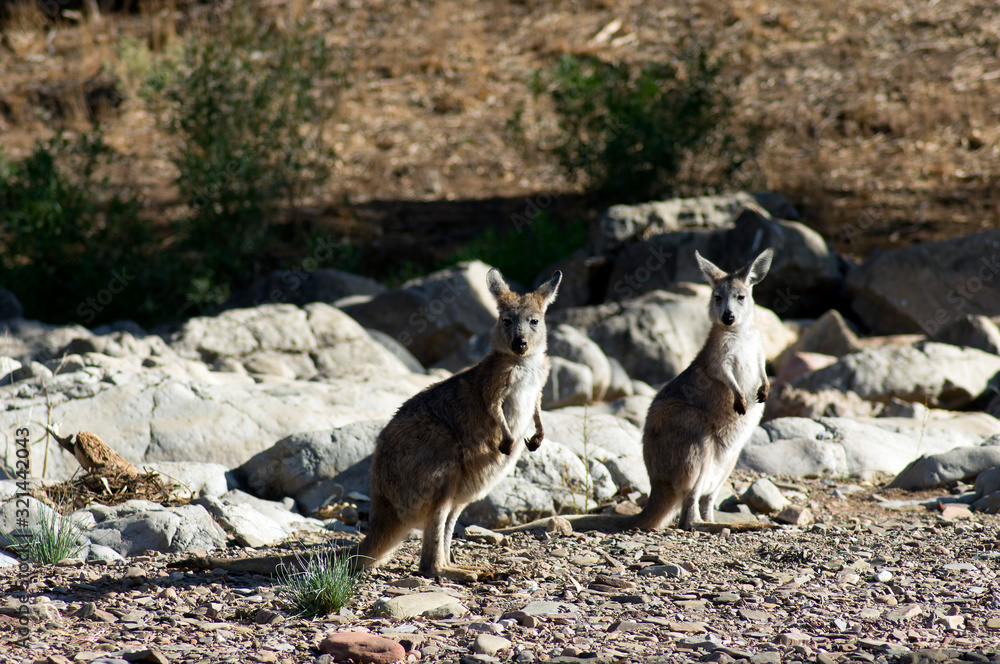 Euro (small kangaroo) near Brachina Gorge, Ikara-Flinders Ranges National Park, SA, Australia Euro (small kangaroo) near Brachina Gorge, Ikara-Flinders Ranges National Park, SA, Australia