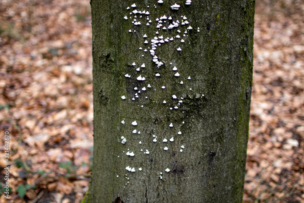 Fototapeta premium Baum mit Pilz