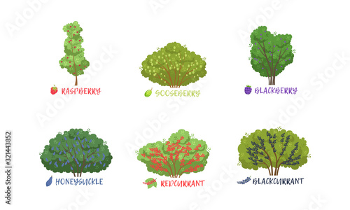 Different Garden Berry Shrubs and Fruit Trees Sorts with Names Collection, Gooseberry, Redcurrant, Blackberry, Honeysuckle, Raspberry, Blackcurrant Vector Illustration