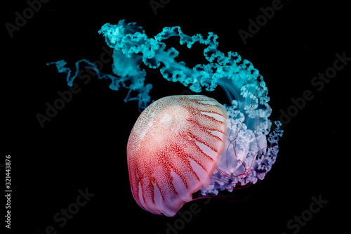 Tela giant jellyfish swimming in dark water.