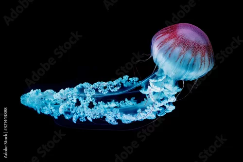 Obraz gigantyczne meduzy pływające w ciemnej wodzie.