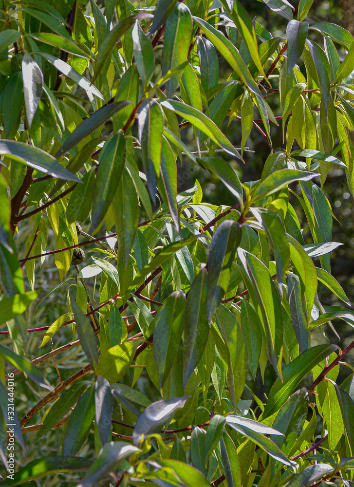 Fototapeta premium Eucalyptus tree entering the sun between its leaves