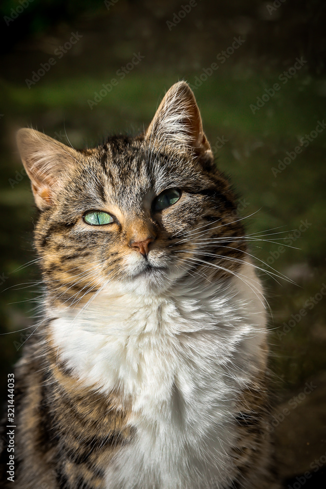 portrait d'un jeune chat éclairé par le soleil portrait d'un jeune chat éclairé par le soleil