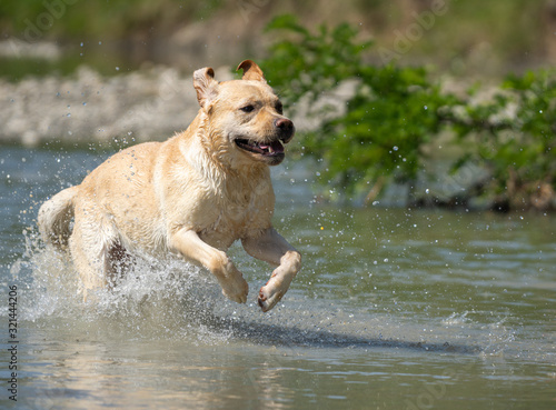 dog in the water