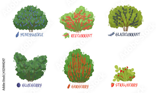 Different Garden Berry Shrubs and Fruit Trees Sorts with Names Collection, Strawberry, Redcurrant, Blueberry, Blackcurrant, Blackberry, Barberry Vector Illustration