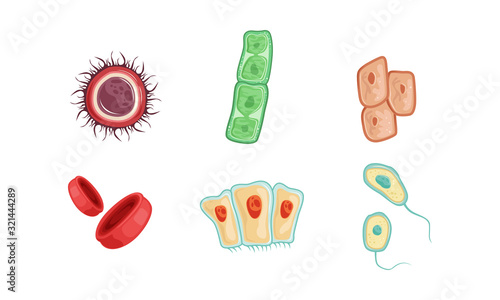 Different Types of Human Cells Collection Infografic Elements Vector Illustration