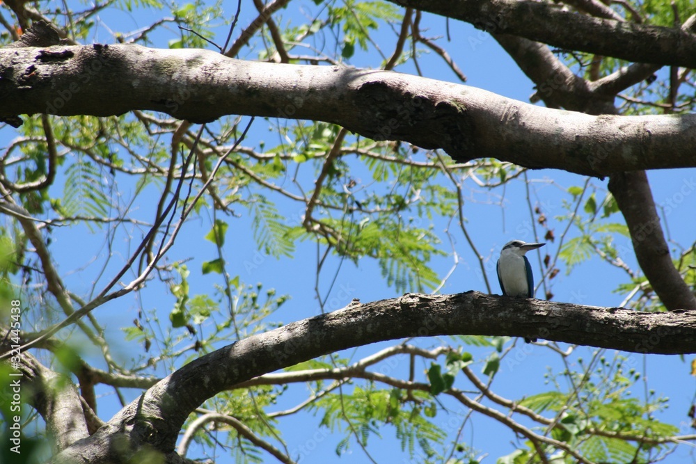 Cropped shot of tree branches with a small bird perched on one branch Cropped shot of tree branches with a small bird perched on one branch