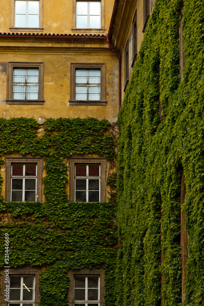Fototapeta premium The stone wall and high windows are completely overgrown with bright green wild vine and ivy. The stone wall is covered with green ivy. Texture, background for postcards or advertising.