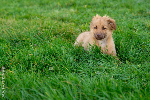 close up on cute brown mixed breed dog on grass