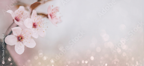 Leinwand Poster Closeup of cherry blossom flower on bokeh pastel background