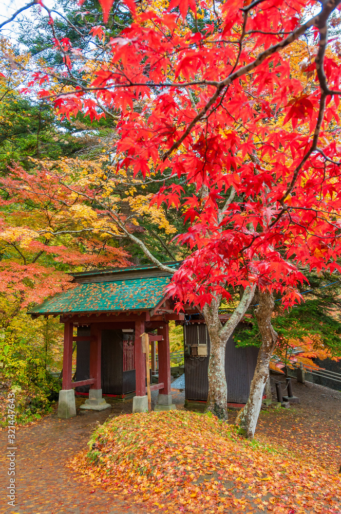 中野もみじ山