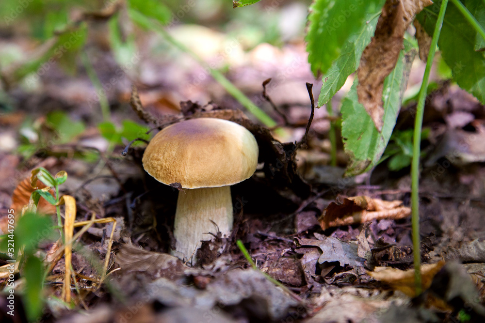 Boletus mushroom in the wild. Porcini mushroom grows on the forest floor at autumn season.. Boletus mushroom in the wild. Porcini mushroom grows on the forest floor at autumn season..