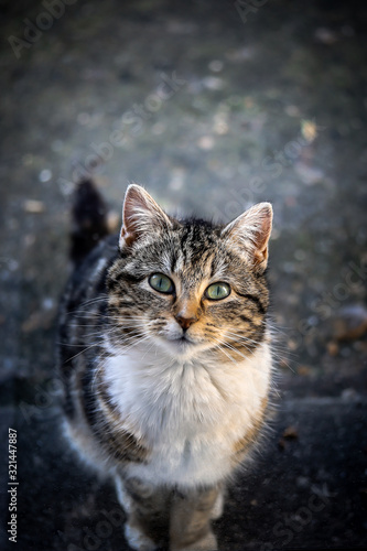 portrait d'un jeune chat