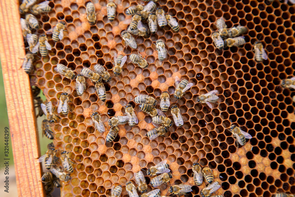 Working bees in a hive on honeycomb. Bees inside hive with sealed and open cells for their young.. Working bees in a hive on honeycomb. Bees inside hive with sealed and open cells for their young..