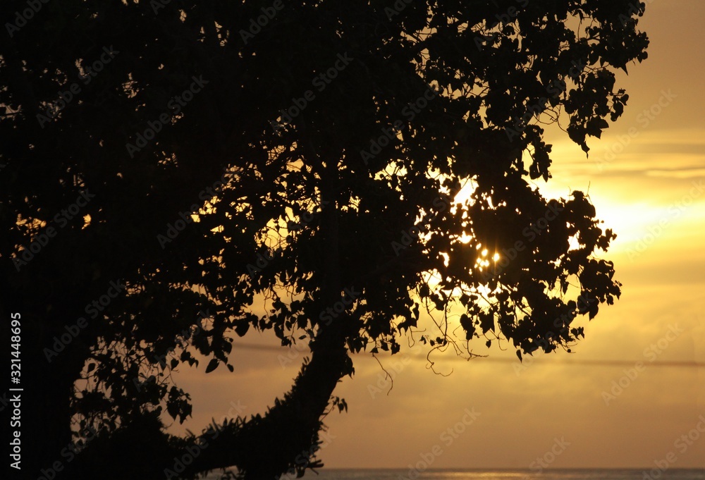 Silhouette of a tree with a beautiful sunset background Silhouette of a tree with a beautiful sunset background