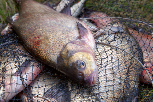 Successful fishing - big freshwater bream fish on keepnet with fishery catch in it..