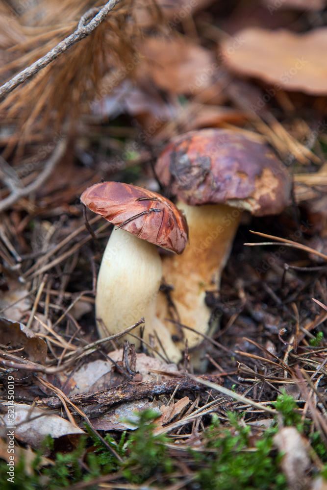 Double mushroom imleria badia commonly known as the bay bolete or boletus badius growing in pine tree forest..