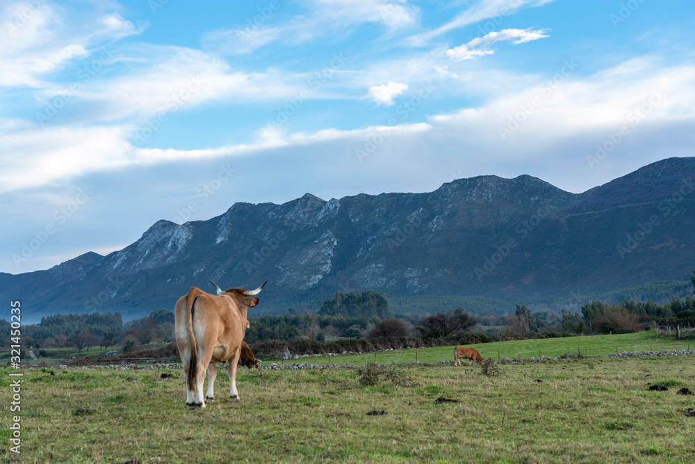 Cow with his back on a cattle farm, looking towards the mountains of the Picos de Europa, on the background. Typical landscape of Asturias, Spain Cow with his back on a cattle farm, looking towards the mountains of the Picos de Europa, on the background. Typical landscape of Asturias, Spain