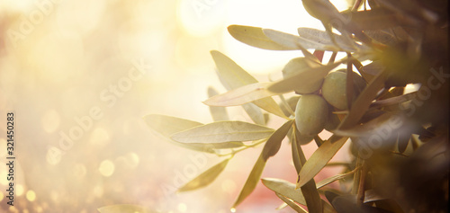 Closeup of olive fruit on tree branch. Olive garden and sunlight background design.