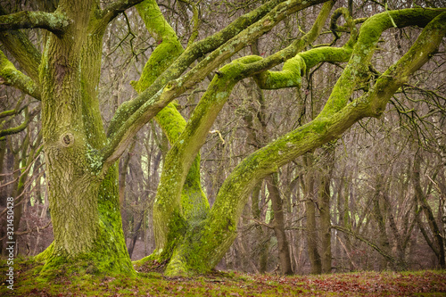 two beautifully shaped leafless green trees