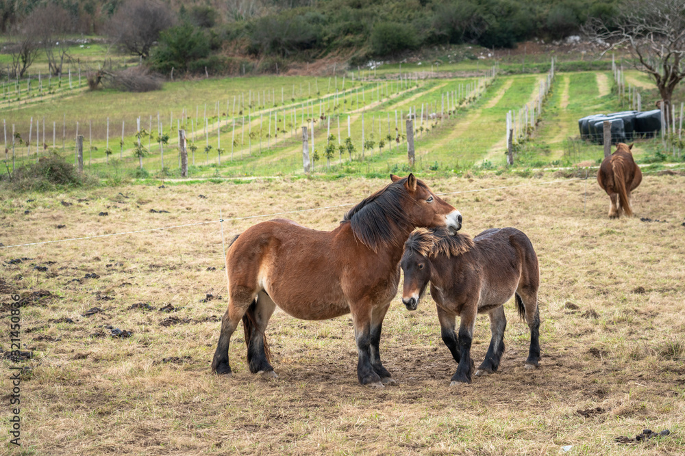 Fototapeta premium Lovely and tender animal image of a female donkey and its son together in a meadow of Asturias, Spain