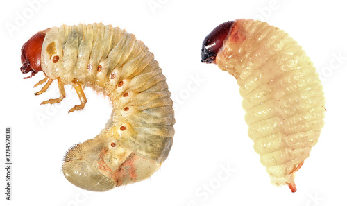 Arabian Rhinoceros Bettle, Oryctes agamemnon, and Red Palm Weevil, Rhynchophorus ferrugineus, are the main pests of date palm trees. Larvae. Isolated on a white background  photo