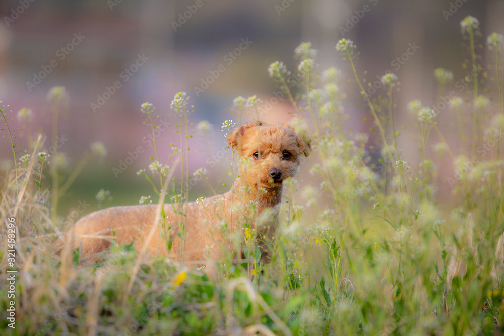 Obraz premium 귀여운 강아지