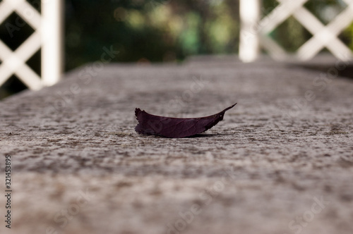 dry leaf with gradient background © Mnica