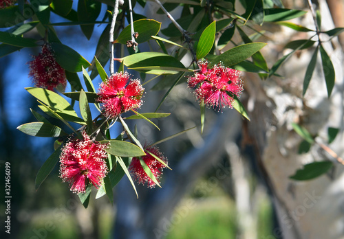 Red flowers and white bark of the Broad-leaved Paperbark, Melaleuca viridiflora, family Myrtaceae. Native to tropical northern Australia and South east Asia. photo