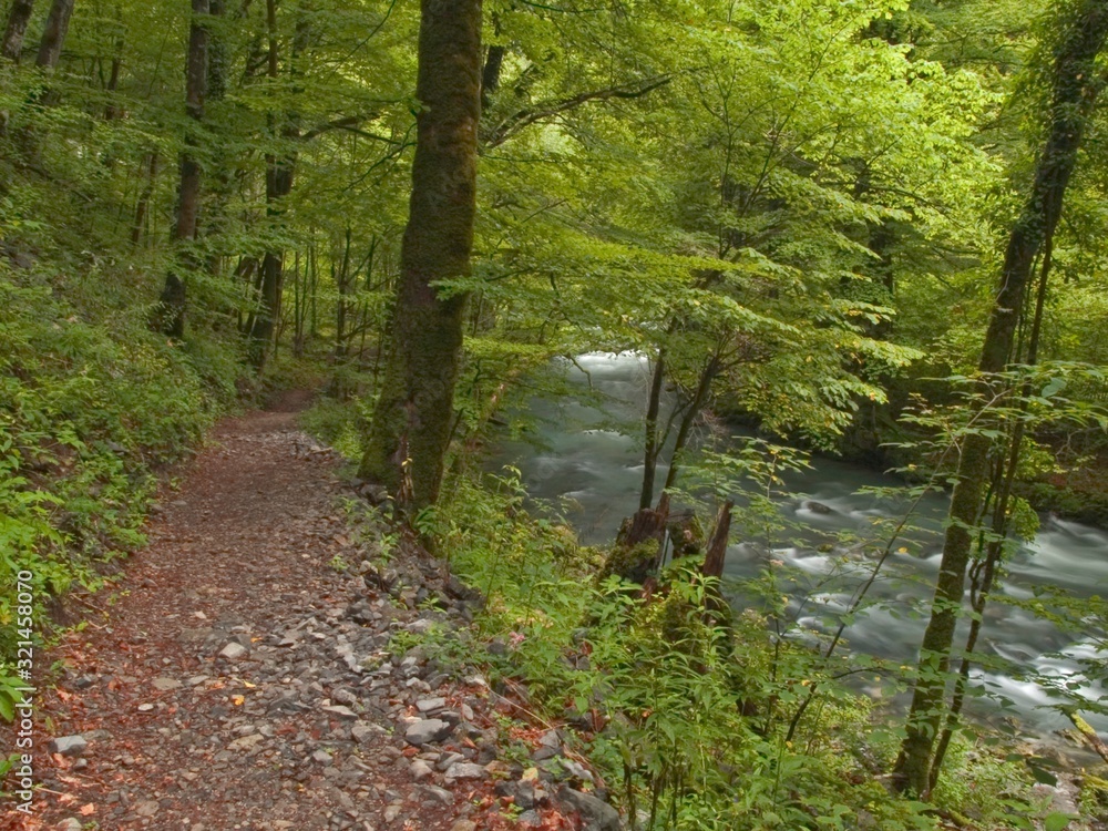 Obraz premium forest