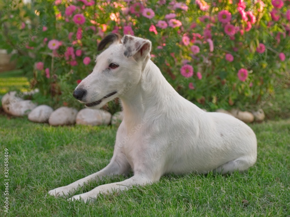 Fototapeta premium pet dog