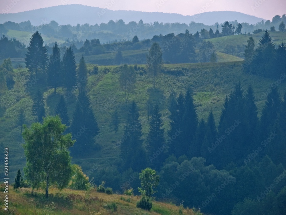 Obraz premium forest