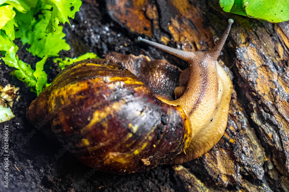 Single Giant African Snail latin Achatina fulica tropical snail