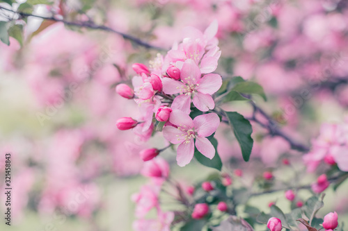 Spring blooming beautiful background in the garden