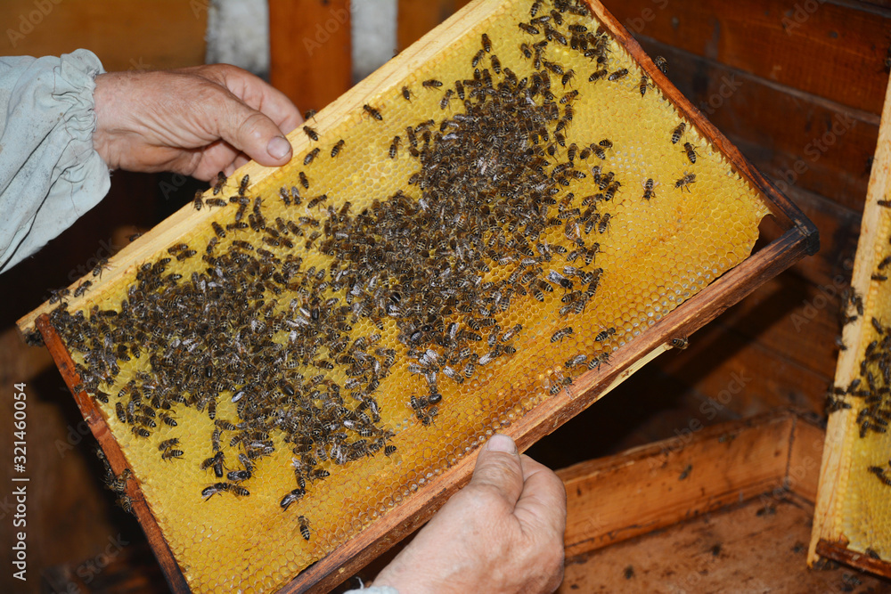 Wooden frame honeycomb. Beekeeper holding wooden frame with honeycombs and honey bees photo. Wooden frame honeycomb. Beekeeper holding wooden frame with honeycombs and honey bees photo.
