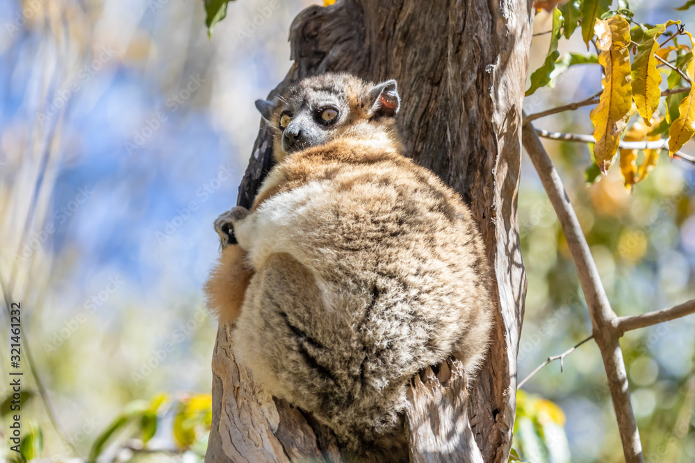 Sportive lemur resting in a tree-1 Sportive lemur resting in a tree-1